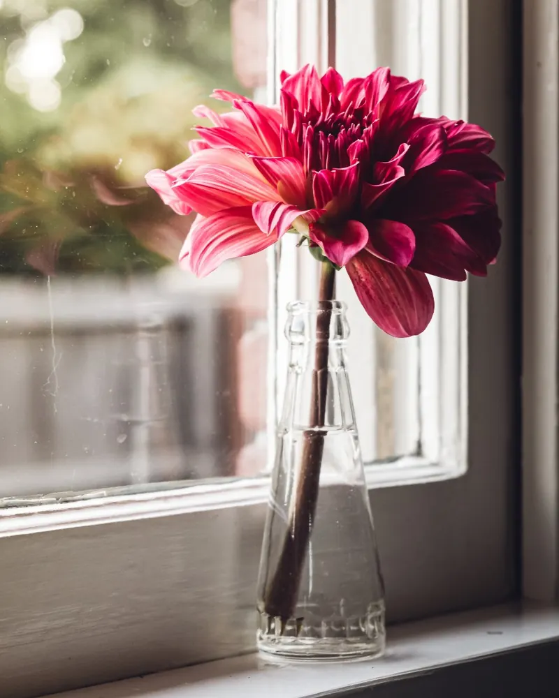 A pink dahlia in a glass vase by the studio window