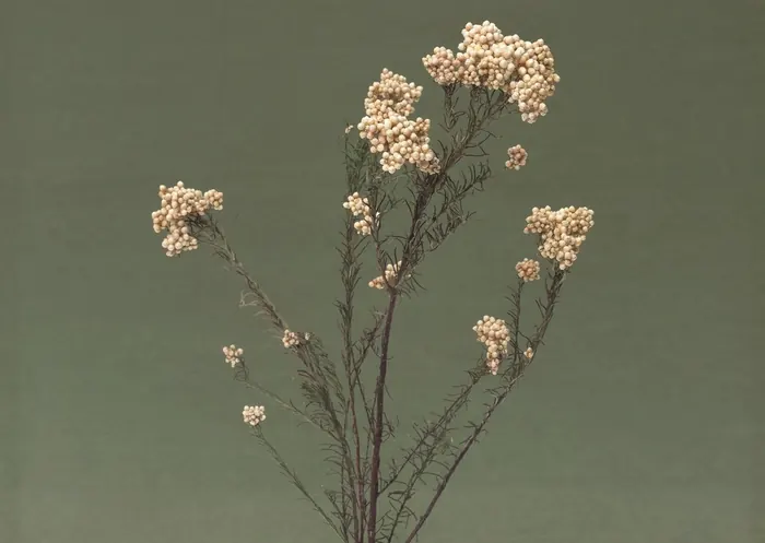 Dried flowers against a sage green wall