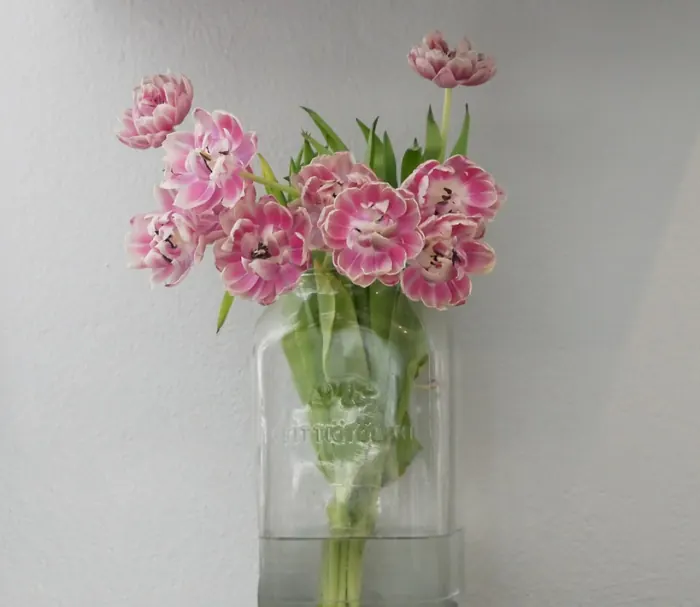 Pink tulips in a glass jar