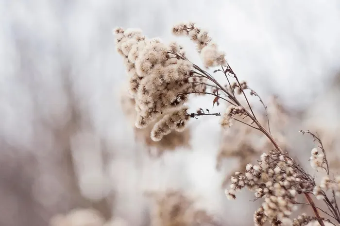 Soft dried grasses in natural light